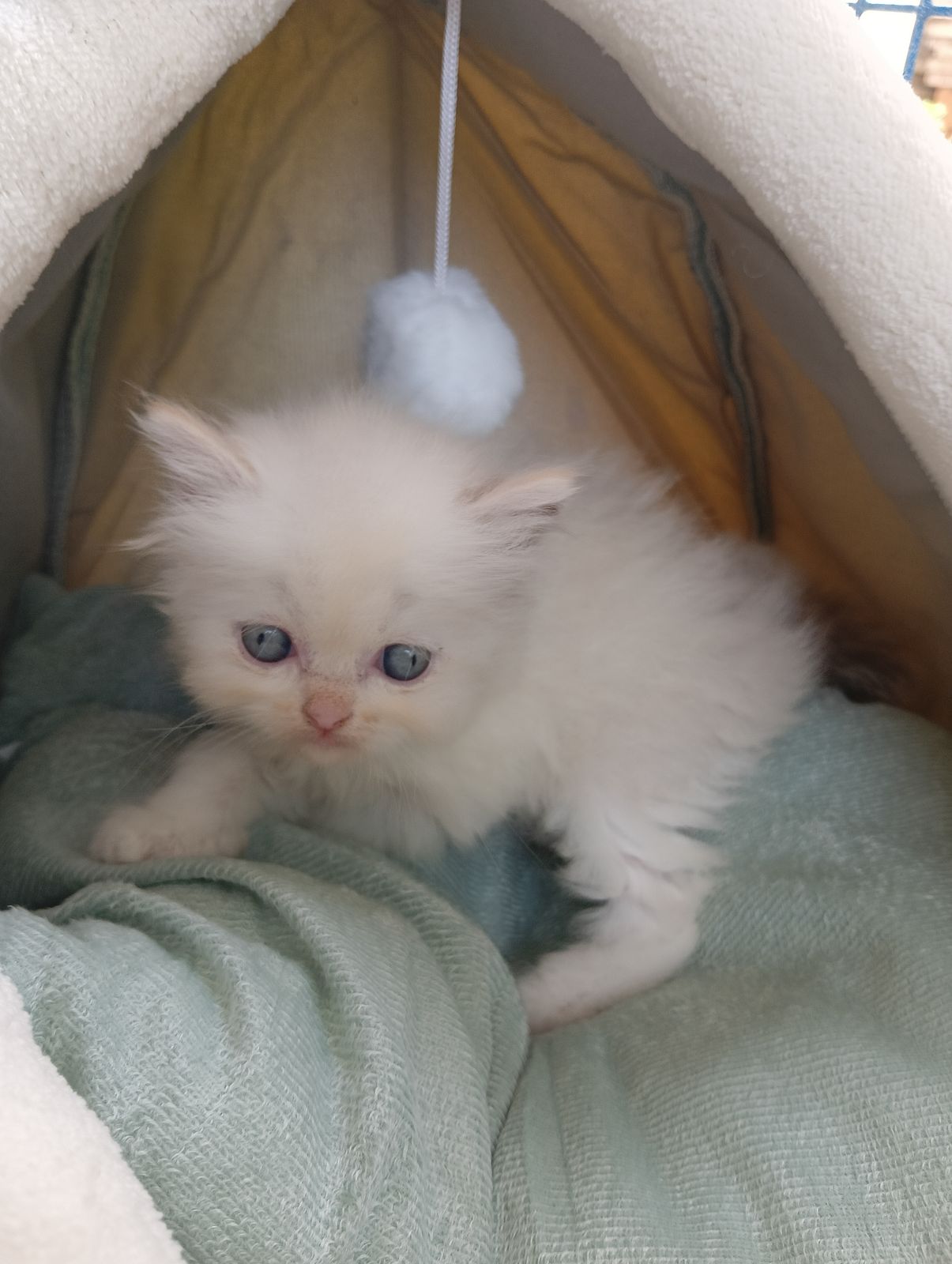 รูปภาพสินค้า