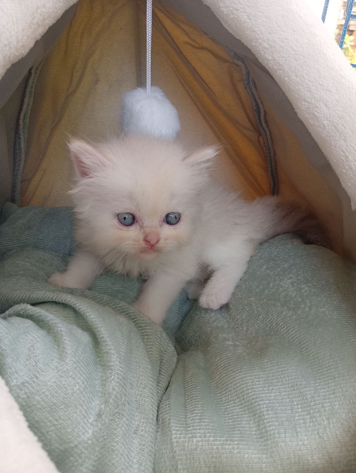 รูปภาพสินค้า