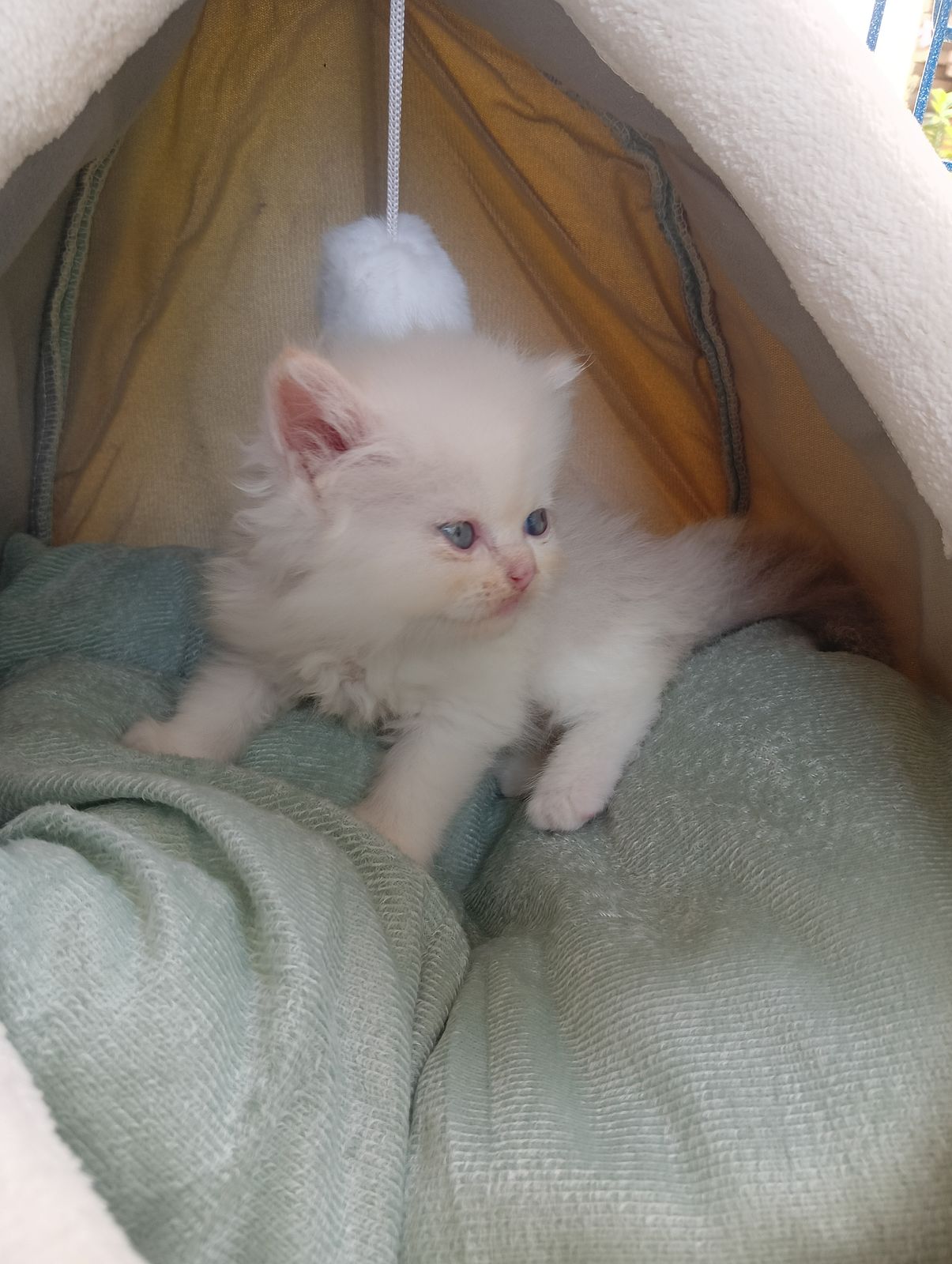 รูปภาพสินค้า