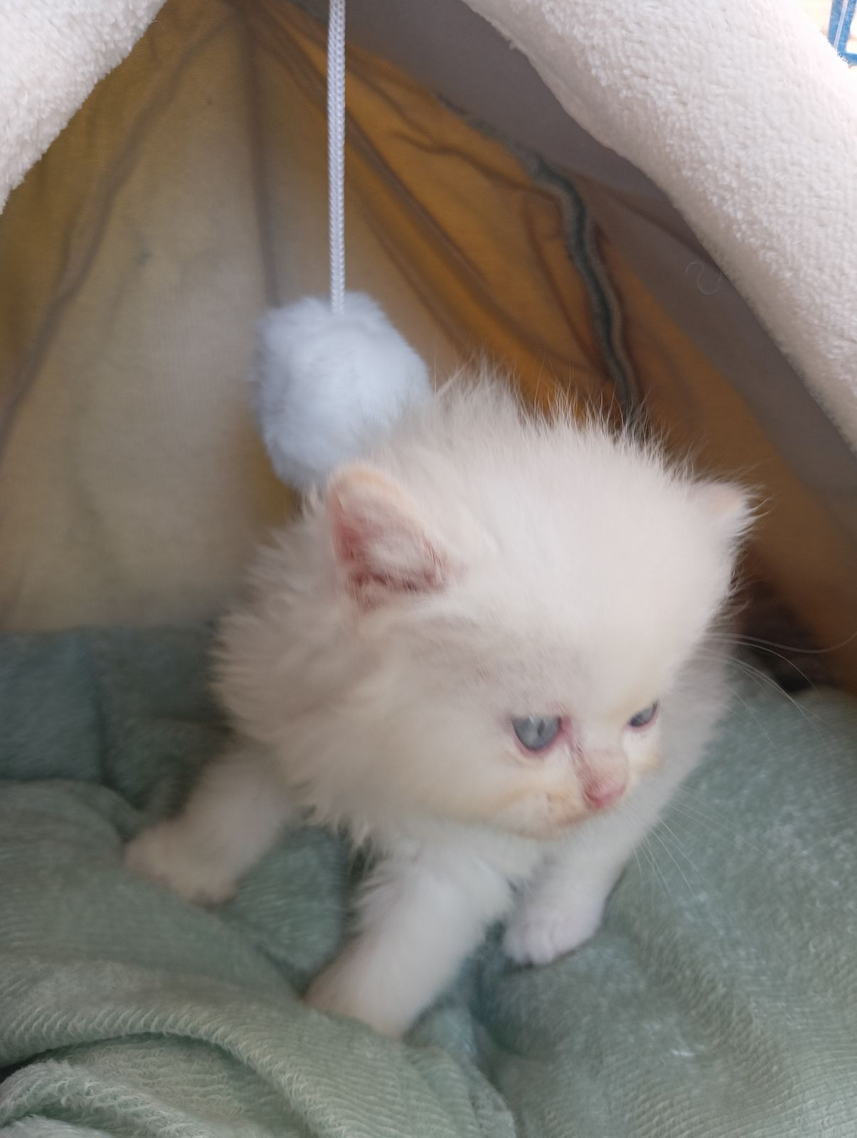 รูปภาพสินค้า