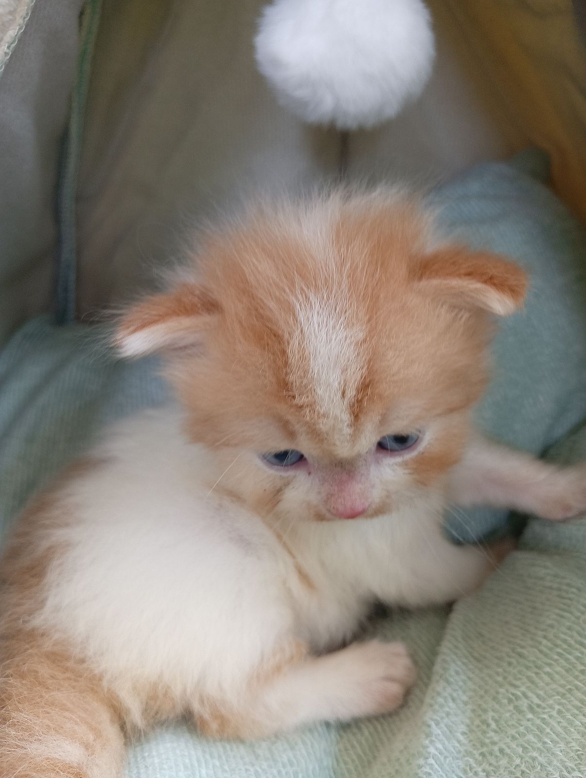 รูปภาพสินค้า