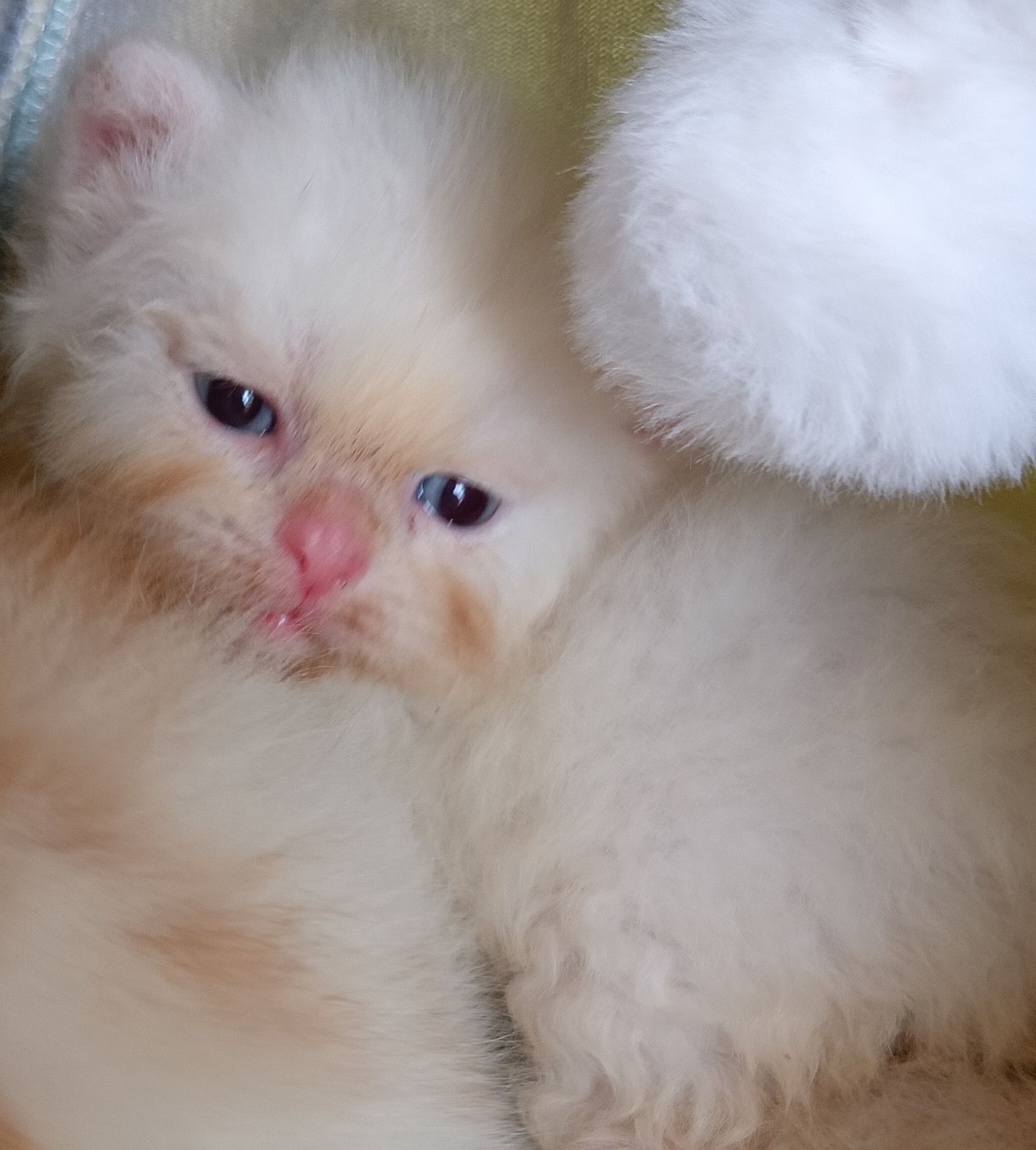 รูปภาพสินค้า