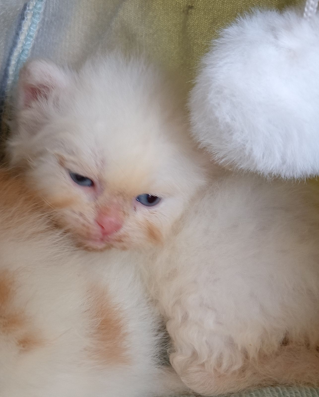 รูปภาพสินค้า