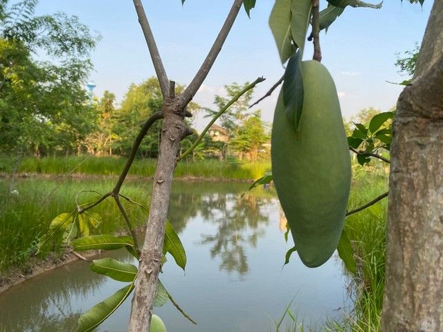 รูปภาพสินค้า