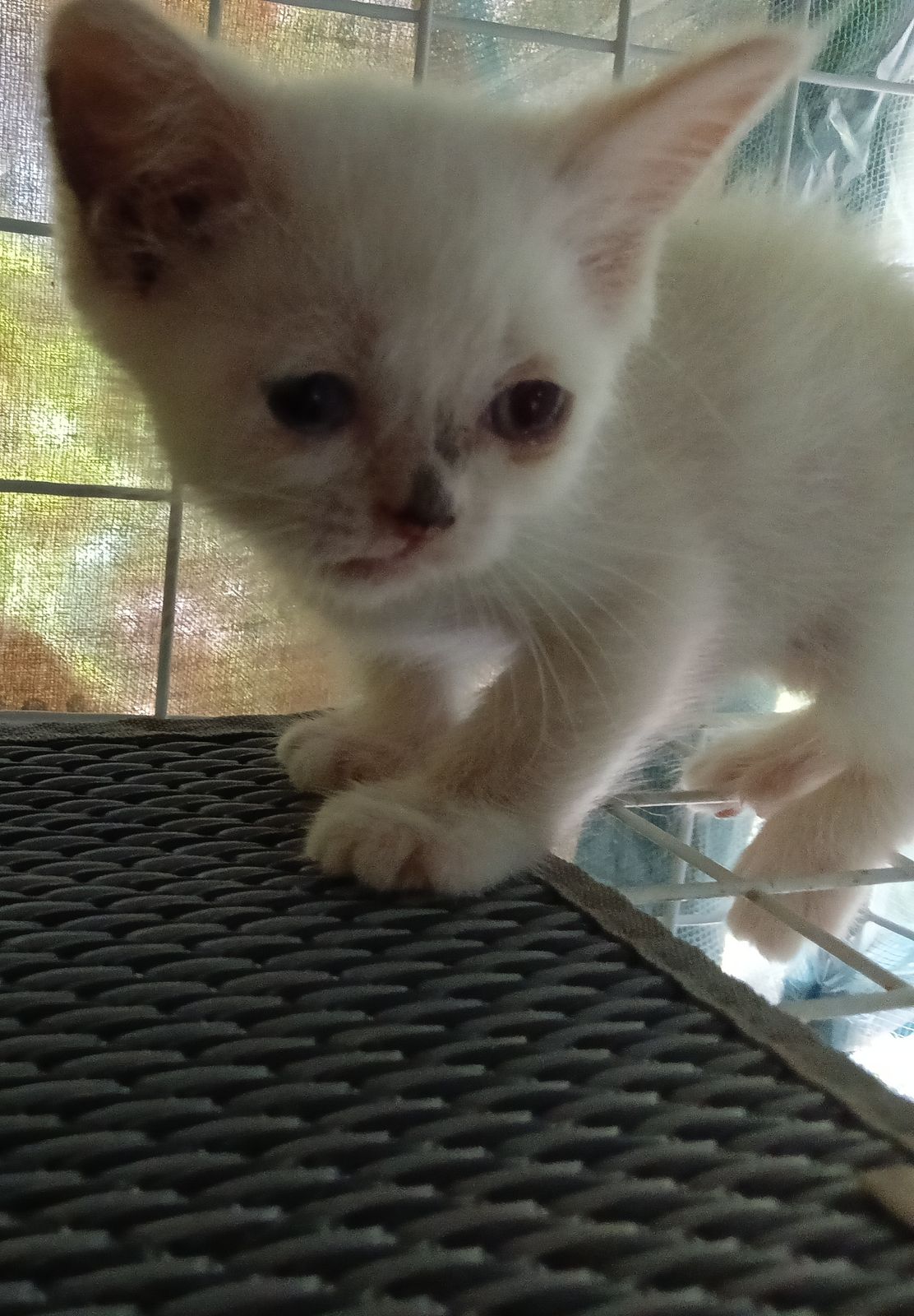 รูปภาพสินค้า