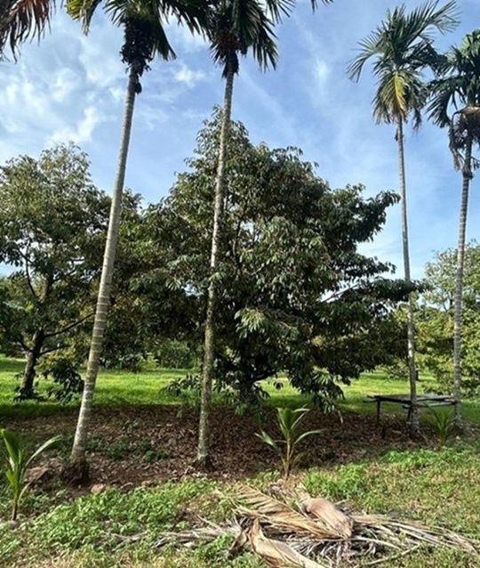 รูปภาพสินค้า