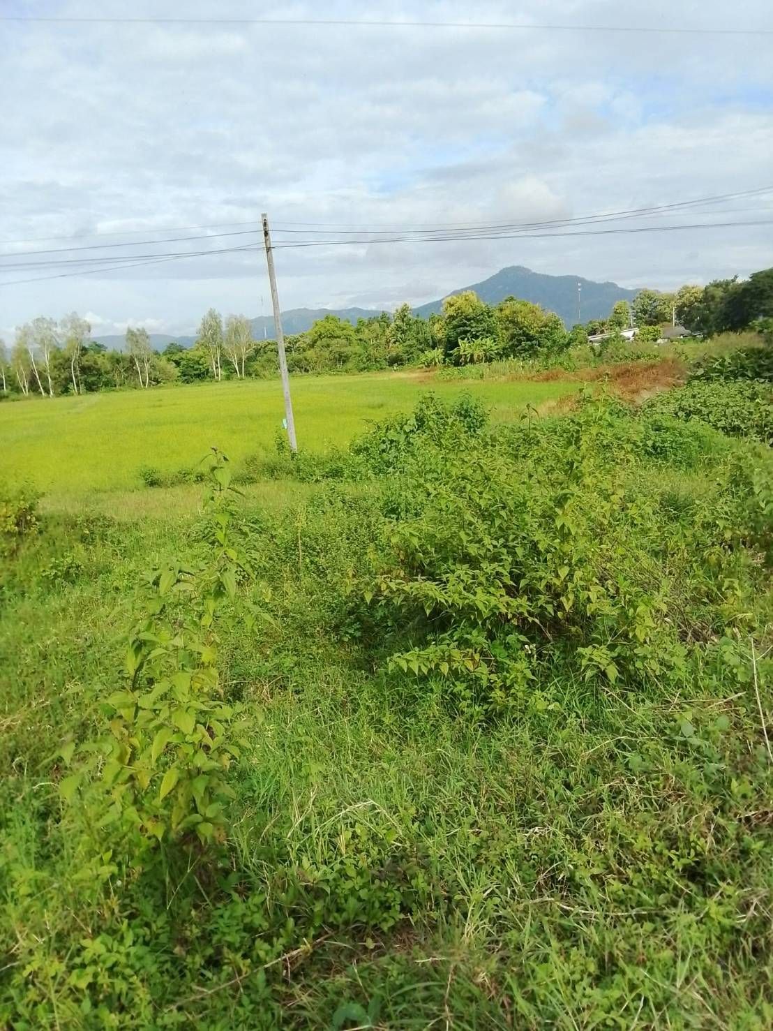 รูปภาพสินค้า
